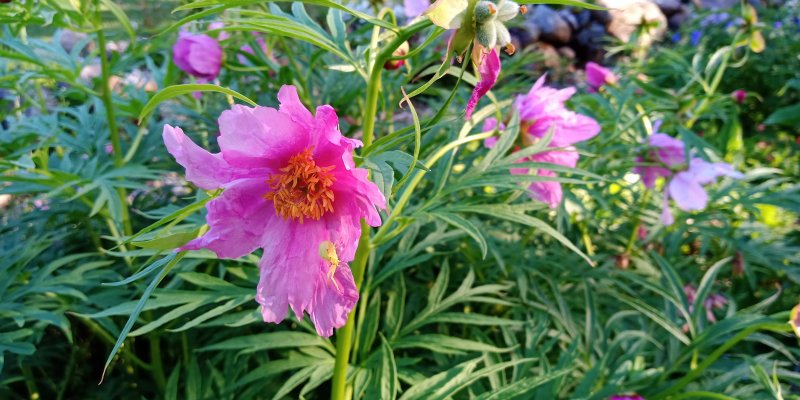 Paeonia veitchii var woodwardii Veitchi pojeng